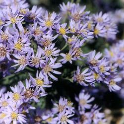 Purple Aster (Aster ascendens)